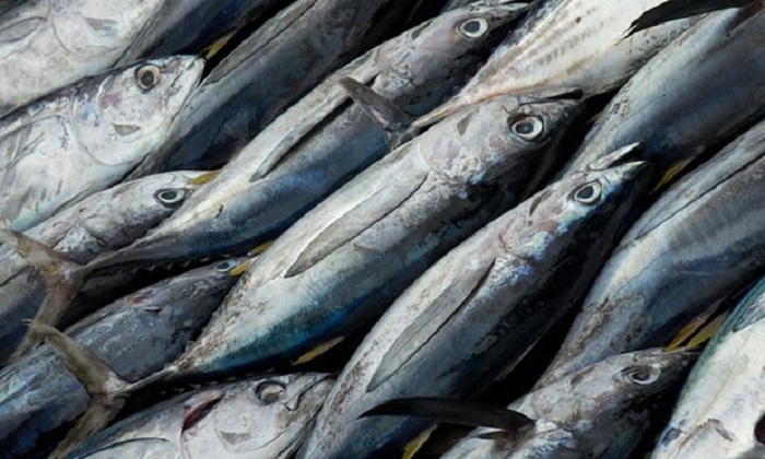 Global fish production approaching sustainable limit, UN warns 